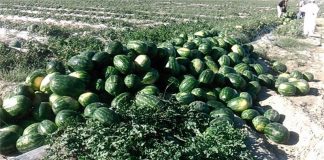 کاهش شدید واردات کالاهای کشاورزی کاهش شدید واردات کالاهای کشاورزی