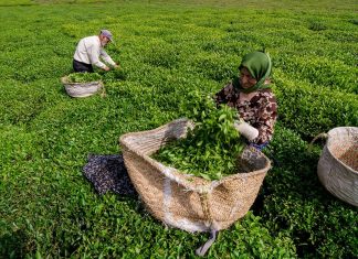۱۰۸ هزارتن برگ سبز چای تولید شد