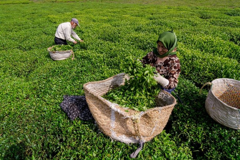 پیش بینی تولید۱۱۰هزارتن برگ سبز چای