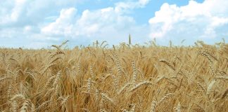 کاهش سطح زیرکشت گندم به ١.٩ میلیون هکتار