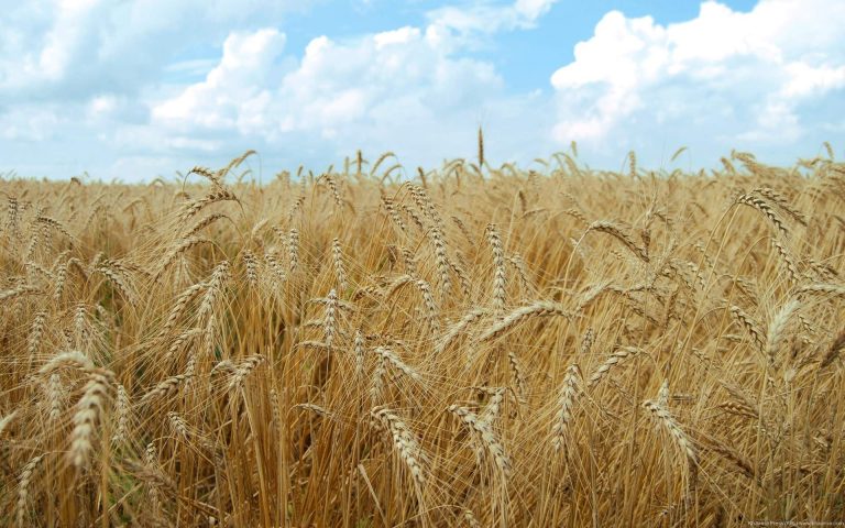 پیش بینی فائو از تولید 13.5میلیون تن گندم در ایران