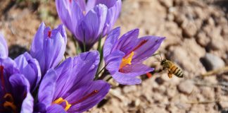 افزایش صادرات طلای سرخ