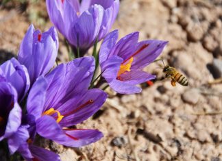 استقبال تولیدکنندگان از خرید توافقی زعفران در بورس کالا 350 میلیون دلار صادرات زعفران