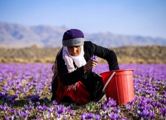 صادرات بیش از ۱۱۸ میلیون دلار طلای سرخ