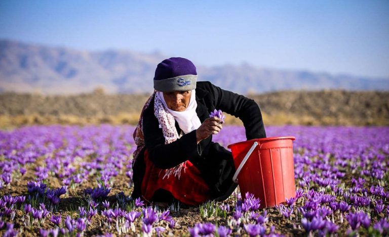 صادرات زعفران ۳۵ درصد افزایش یافت