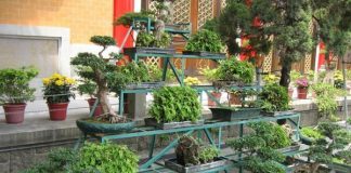 جمعآوری گلهای “بونسای و بامبو” از بازار