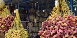 برداشت خارک و رطب از نخلستانهای دشتستان/آلبوم عکس