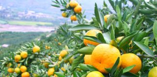 ۲۲ میلیون تن محصولات باغی و گلخانه ای تولید می شود