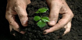 3 میلیون و 400 هزار تن کود مصرف میکنیم