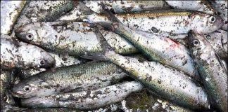 ایران رتبه نخست تولیدماهیان خاویاری جهان؛ صادرات100هزار تنی به روسیه