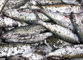 ۱.۲ میلیون تن انواع آبزیان امسال در کشور تولید میشود