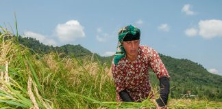 واردات برنج تا آذر ممنوع شد