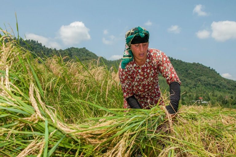 کشت برنج در استان‌های کم آب ممنوع می‌شود