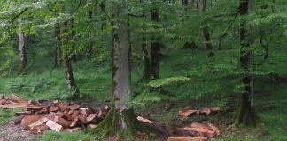 بهرهبرداری از جنگل های شمال تا پایان سال ممنوع میشود