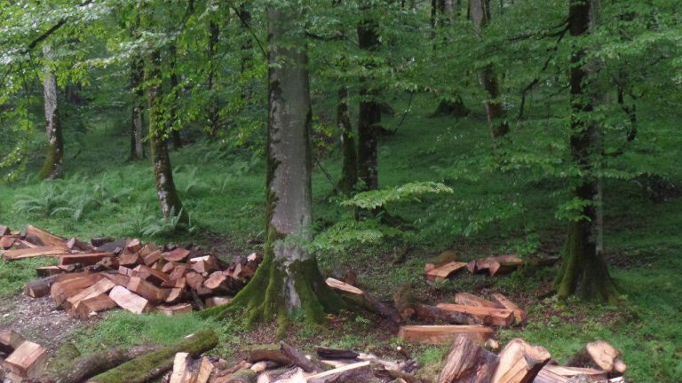 بهره‎برداری از جنگل های شمال تا پایان سال ممنوع می‌شود