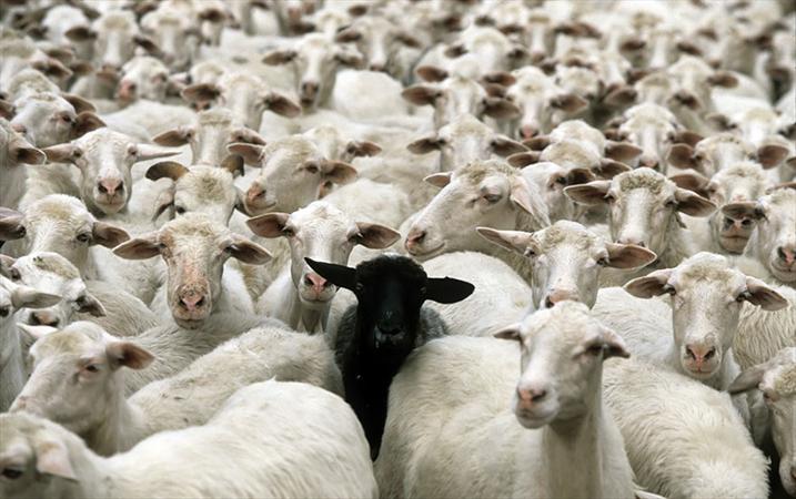 ۴۵ میلیون گوسفند و ۱۹ میلیون بز  در ایران وجود دارد