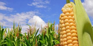 وابستگی 30درصدی تولید کشاورزی ایران به منابع ژنتیکی خارجی