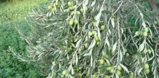 5.5 میلیون نهال برای توسعه باغهای زیتون نیاز است