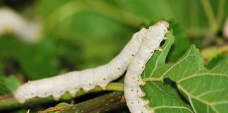 ایران، هشتمین تولیدکننده پیله و نخ ابریشم در جهان