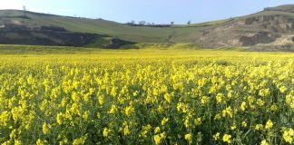 اختصاص۵۰۰ هزار هکتار به کشت دانههای روغنی