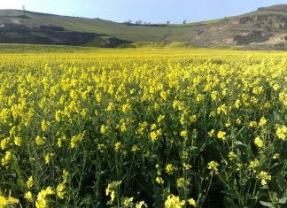 ۱۵۰ هزار تن روغن تولیدی 10 درصد نیاز کشور را تامین میکند