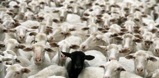 ۴۵ میلیون گوسفند و ۱۹ میلیون بز در ایران وجود دارد