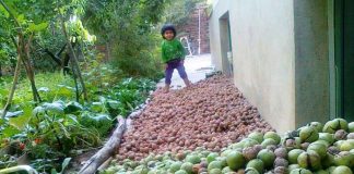 ایران سومین تولید کننده گردو در جهان