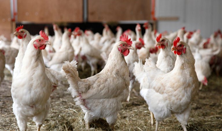اعتصاب کامیون‌داران، مرغ را تا 10 هزار تومان بالا برد