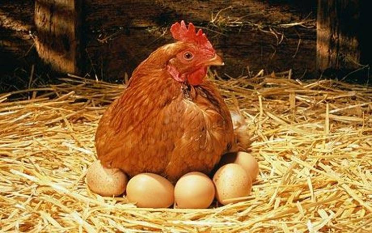تولید سالانه 2.2 میلیون تن گوشت مرغ در ایران