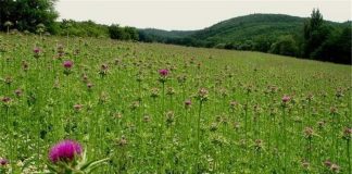 هشت هزار گونه گیاهی در ایران وجود دارد