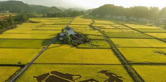 چینیها در آب شور برنج کشت میکنند