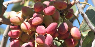 تولید و صادرات پسته ایرانی بر مدار رونق است