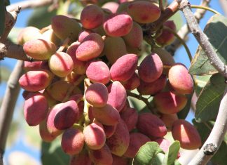 تولید و صادرات پسته ایرانی بر مدار رونق است