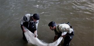 امسال ٣ تن خاویار پرورشی تولید میشود