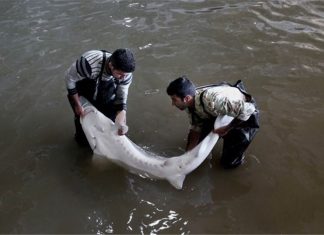 امسال ٣ تن خاویار پرورشی تولید میشود