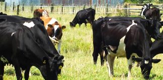 135 هزار میلیارد تومان سرمایه دامی در کشور وجود دارد