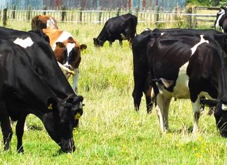 135 هزار میلیارد تومان سرمایه دامی در کشور وجود دارد