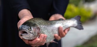 ۱۲۱ میلیون دلار انواع آبزیان در پنج ماهه اول سال صادر شد