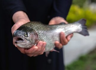 ۱۲۱ میلیون دلار انواع آبزیان در پنج ماهه اول سال صادر شد