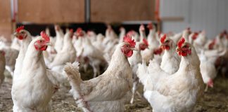 تولید سالانه ۱۵ میلیون تن مواد پروتئینی آنفلوآنزای فوق حاد پرندگان
