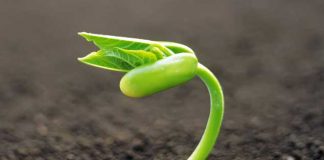 شرکت خدمات حمایتی کشاورزی:کشاورزان کودهای تلگرامی نخرند