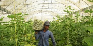 48 هزار هکتار گلخانه جدید در کشور ایجاد می شود