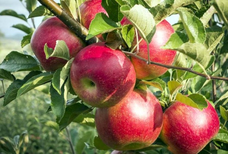 صادرات سیب 10 درصد افزایش یافت