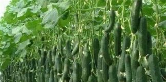 ۶۰ درصد خیار گلخانهای استان یزد به روسیه صادر میشود