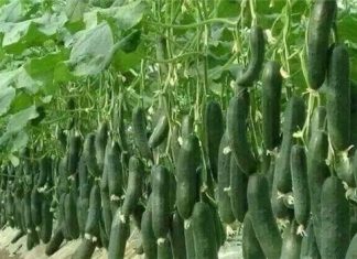 ۶۰ درصد خیار گلخانهای استان یزد به روسیه صادر میشود