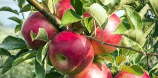 در 9 ماه ۷۶۴ میلیون دلار سیب درختی صادر شد