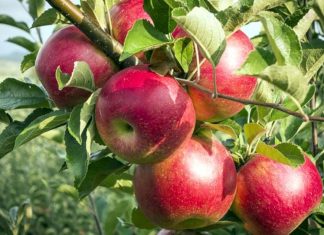 صادرات سیب 10 درصد افزایش یافت