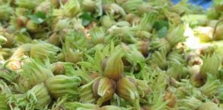 سالانه ۲۳ هزار تن فندق در باغات کشور تولید می شود