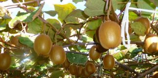 ۹ ماه از سال در کشور کیوی داریم