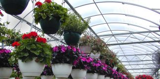 28 درصد گلخانههای کشور در استان تهران مستقر است